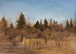 Бесснежная зима. Солнце
